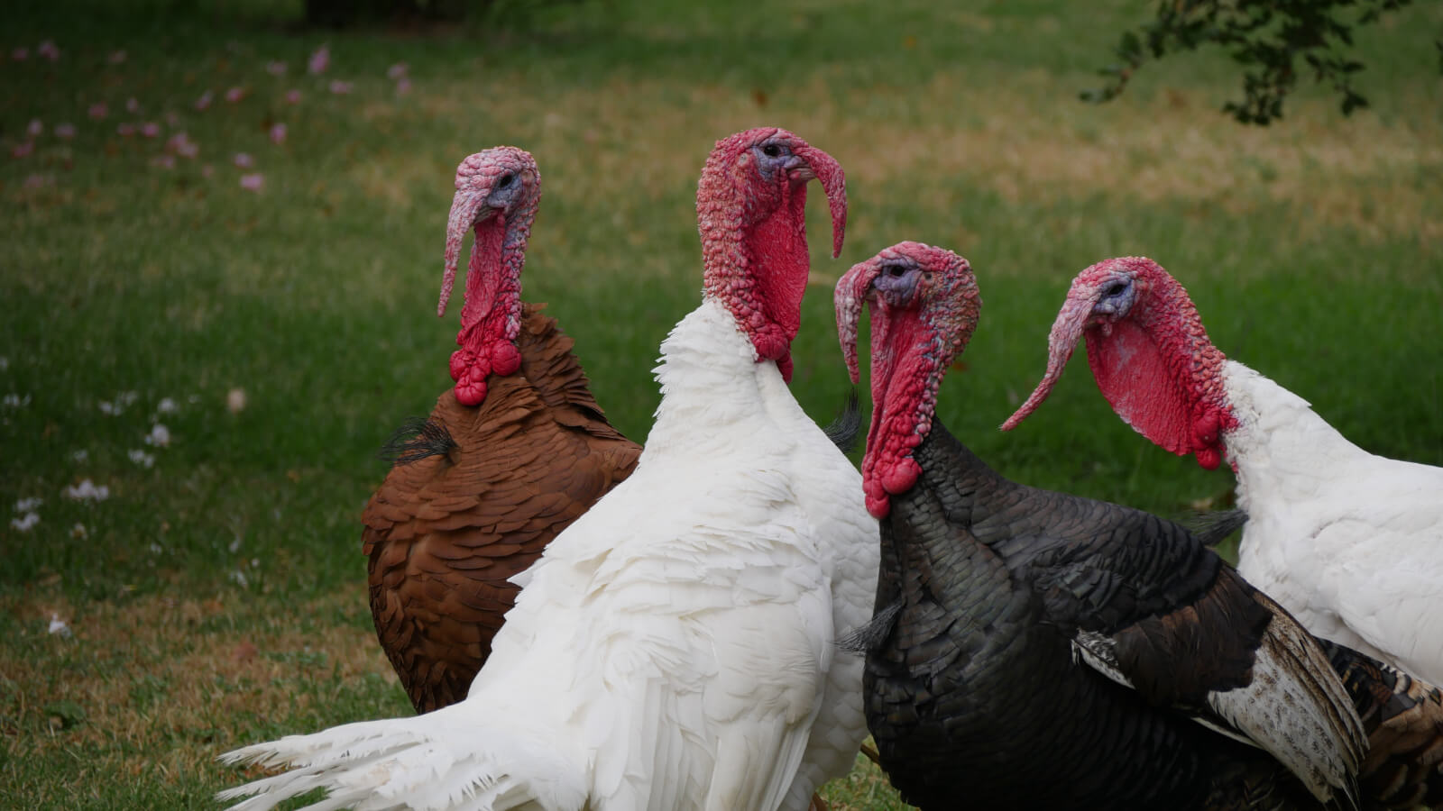 turkeys